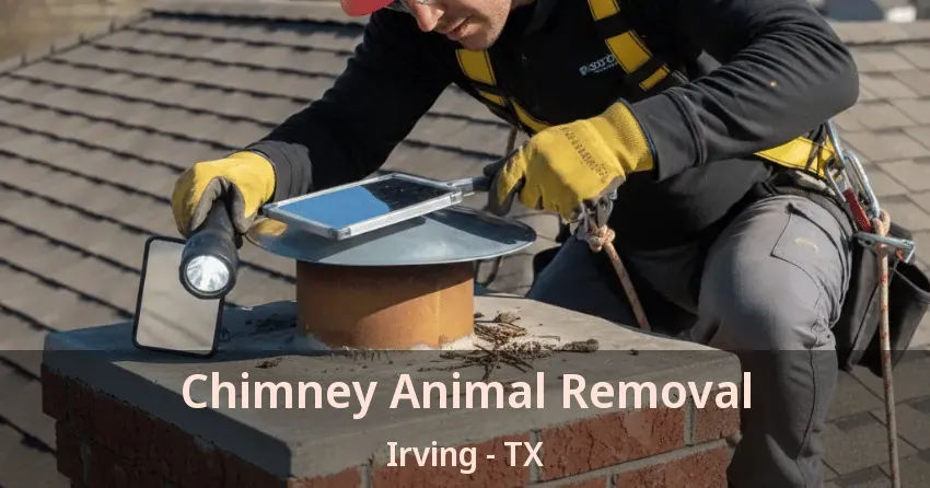 Chimney Animal Removal Irving - TX